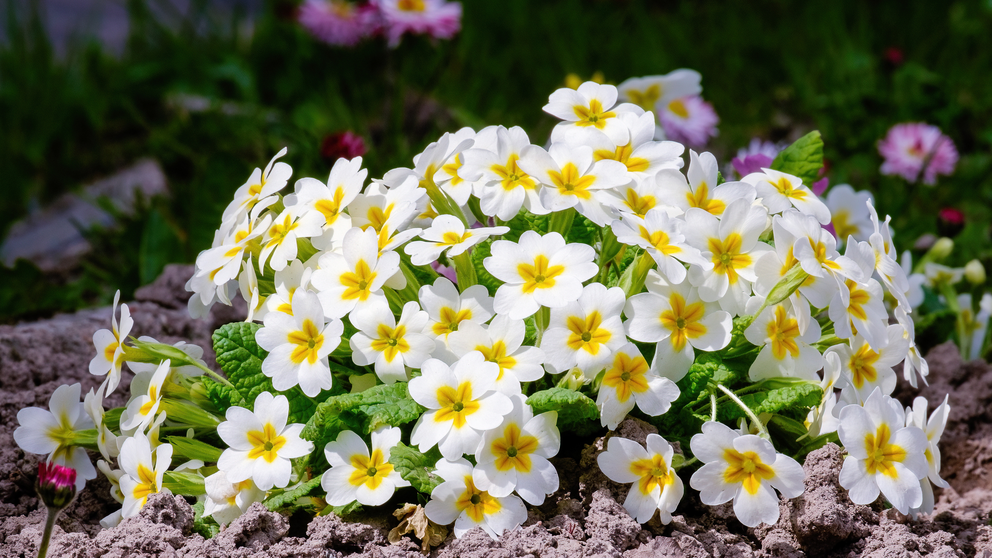 Flowers that love the rain primrose flowers
