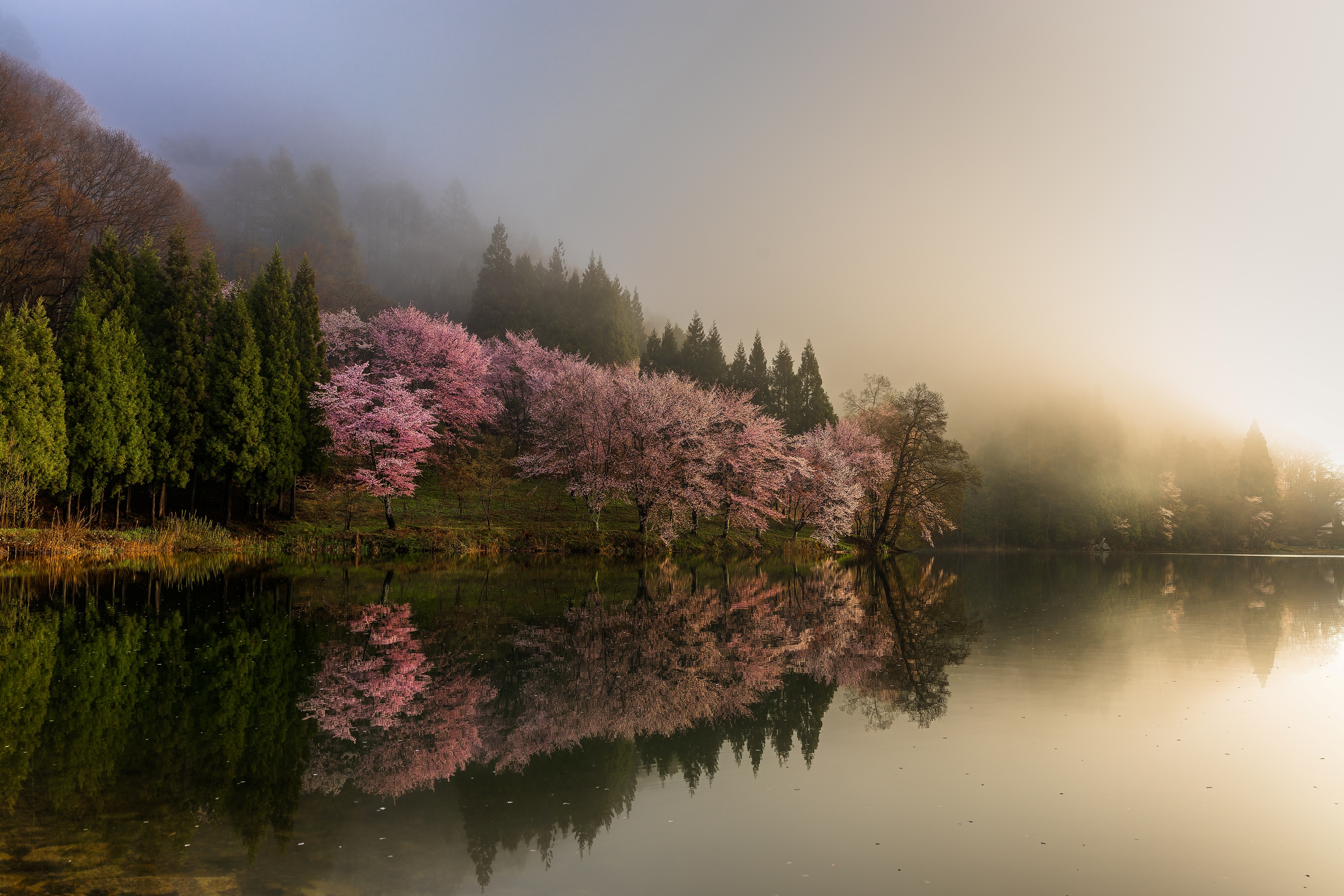 A tranquil, misty morning scene shows a row of pink cherry blossom trees and evergreen trees reflected in a calm, dark body of water.