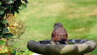 Bird sitting in bird bath