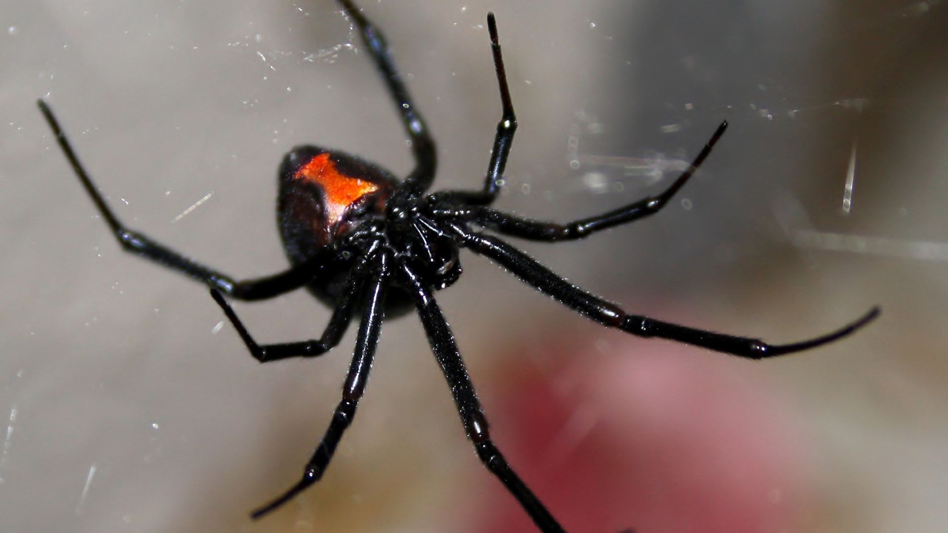 The scariest spiders in existence | The Week