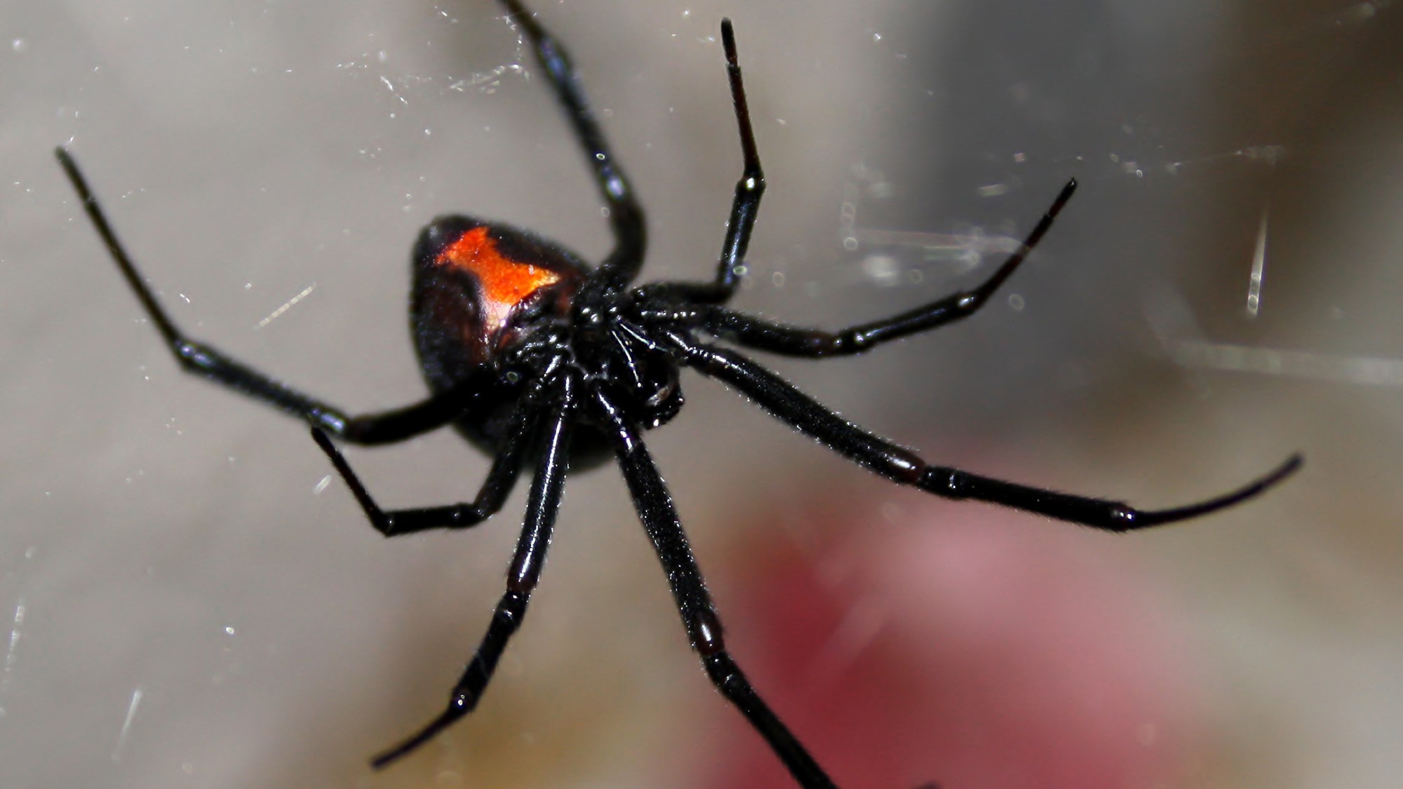 Female black widow spider