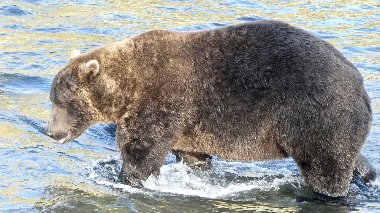 Bear 856, with medium brown coat and slight scarring around the neck, walking through the water.
