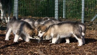 Alaskan malamute puppies eating