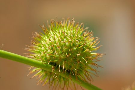 Plant Tree Pollen