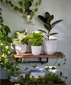 Houseplant trends