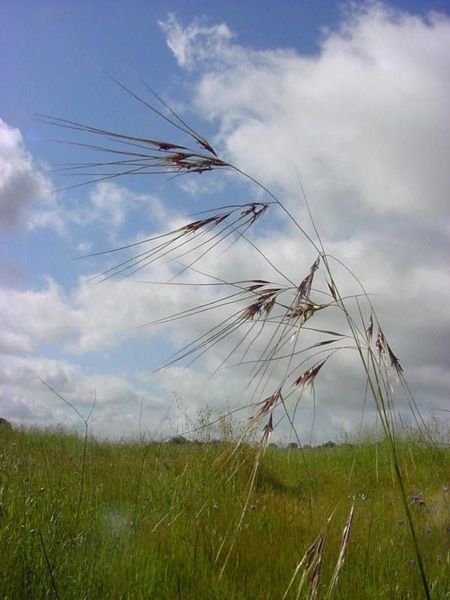 Purple Needlegrass