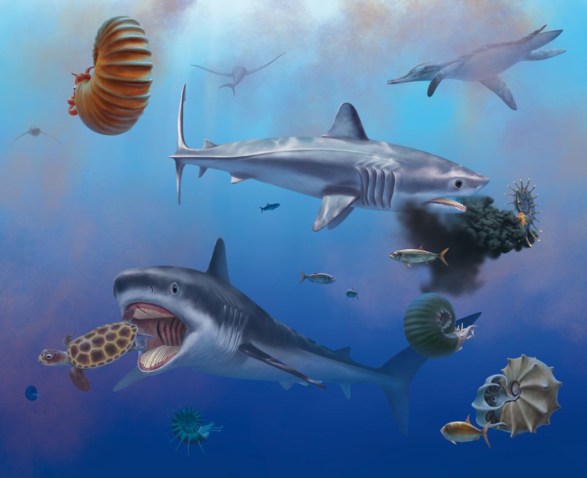 Ancient, 30-foot relative of great white shark unearthed in Mexico ...