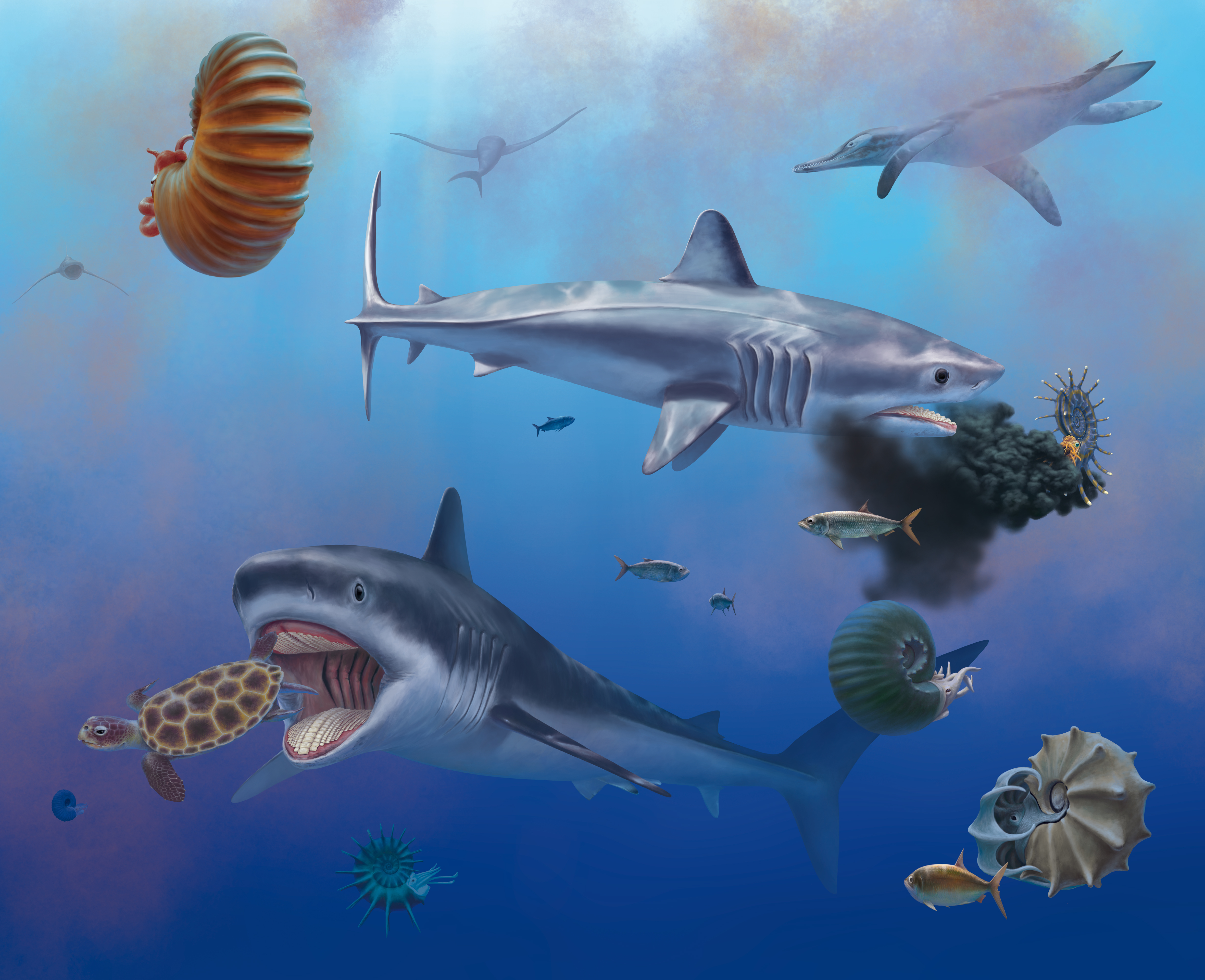 Ilustración artística de dos tiburones submarinos alimentándose de un amonites y una tortuga marina.