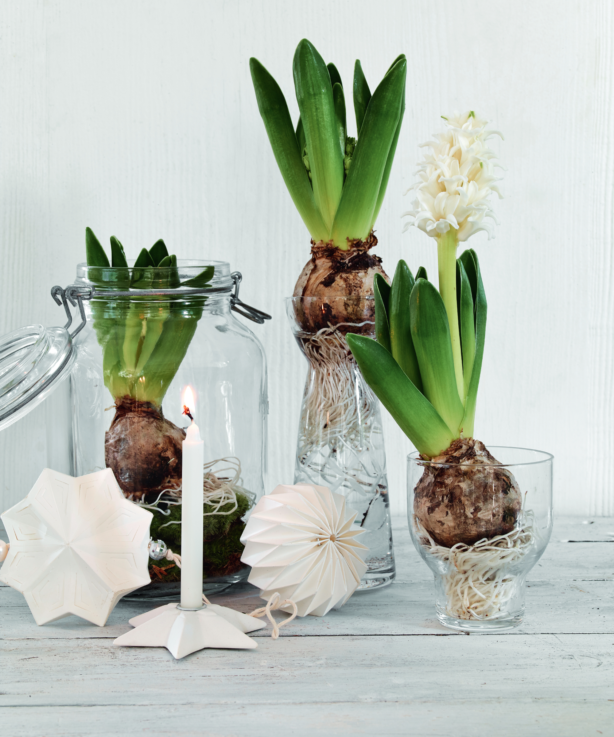 Hyacinths Christmas decorations with candle