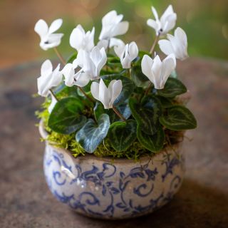 Cyclamen in a Blue Wavy Edged Ceramic Bowl