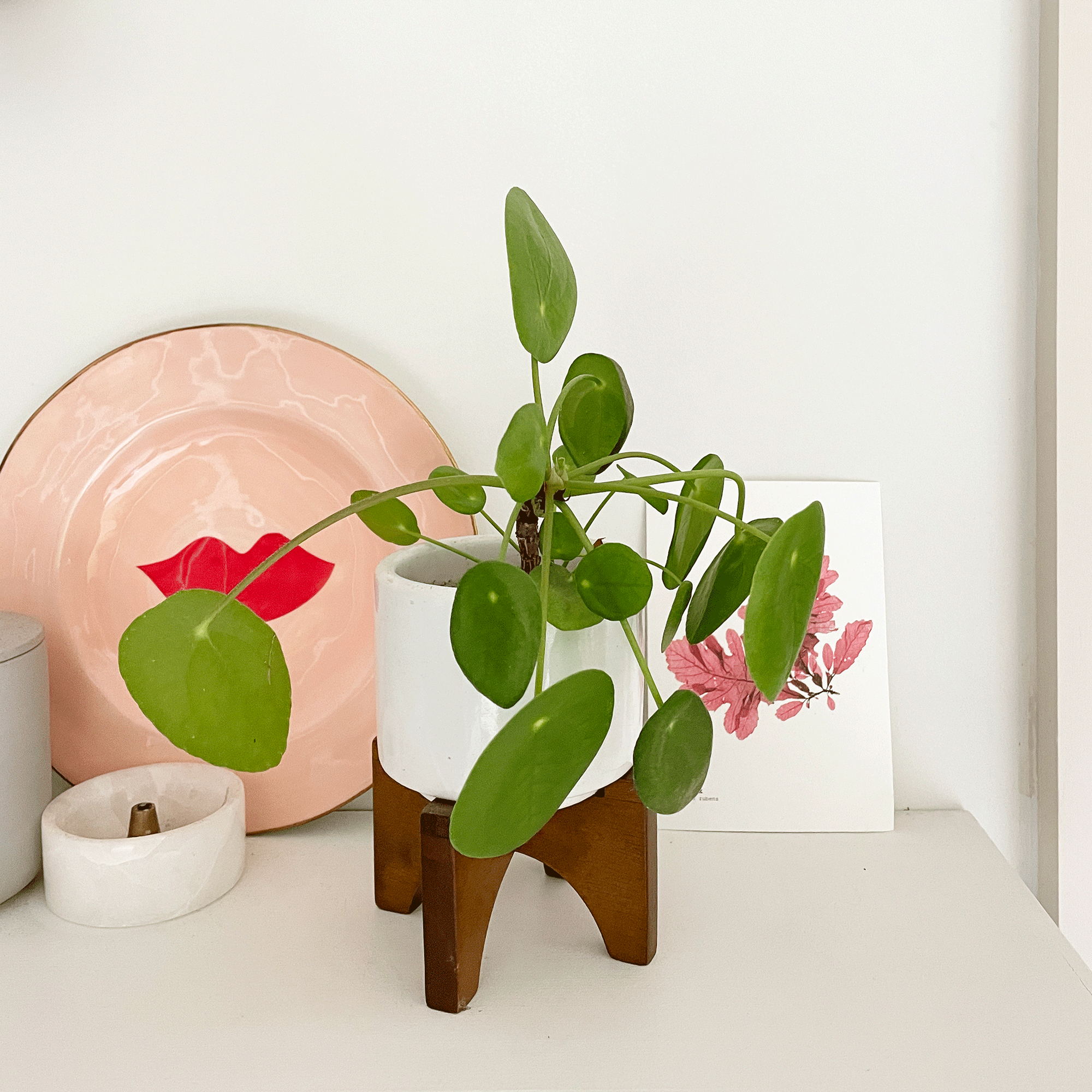 best-air-purifying-indoor-plants-to-remove-toxins-from-the-air-ideal-home