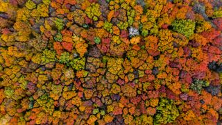 Aerial view of the autumn forest with colorful foliage.