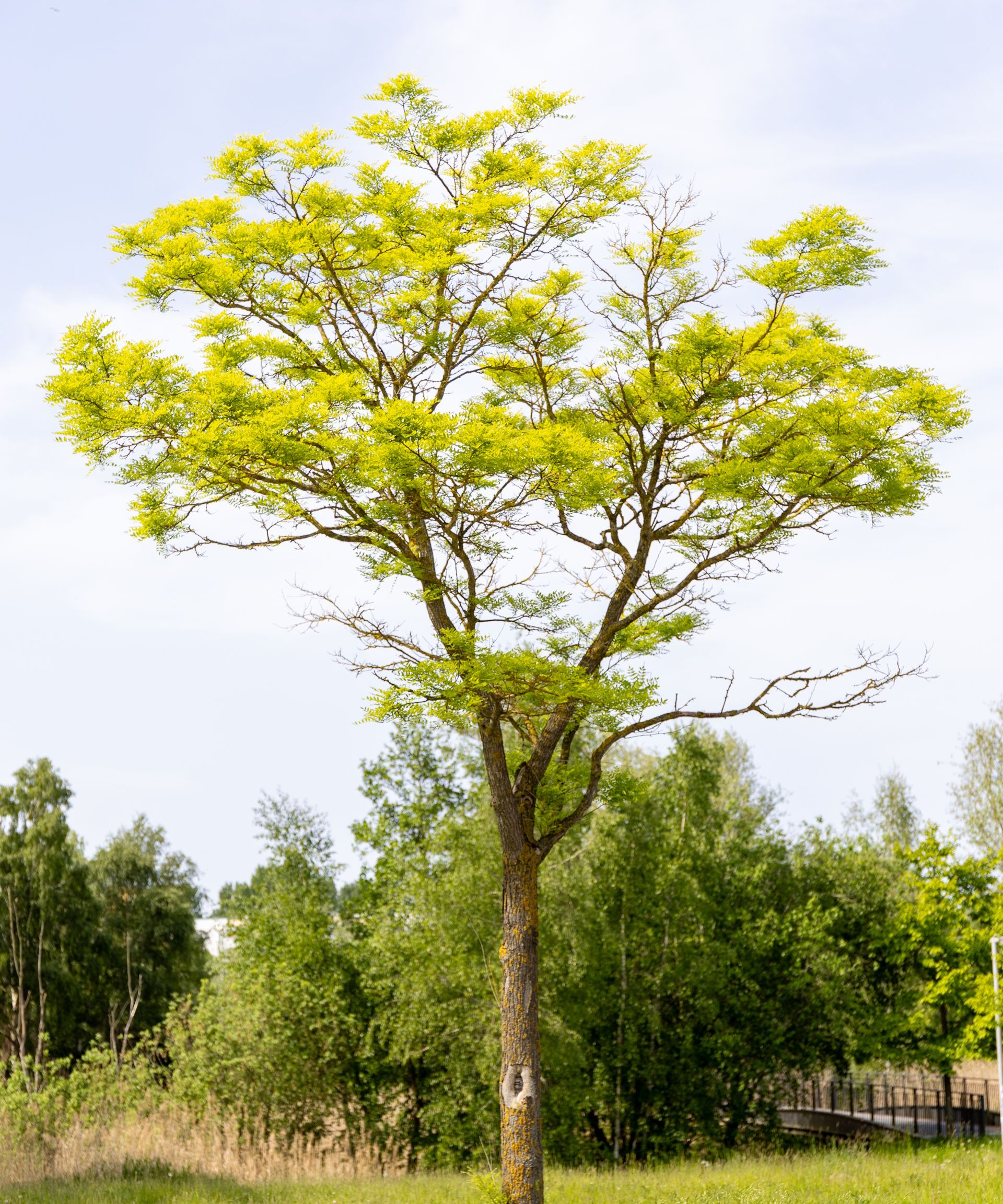 A honey locust tree with an open canopy growing in a park