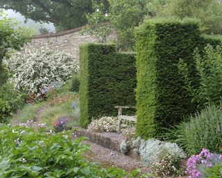 flower garden with bench screened by hedges