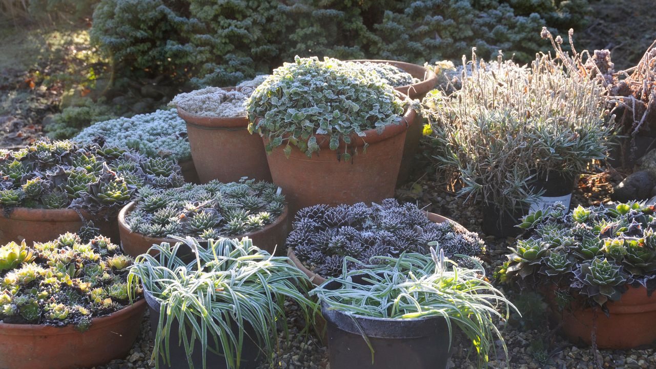 garden pots in frosty garden