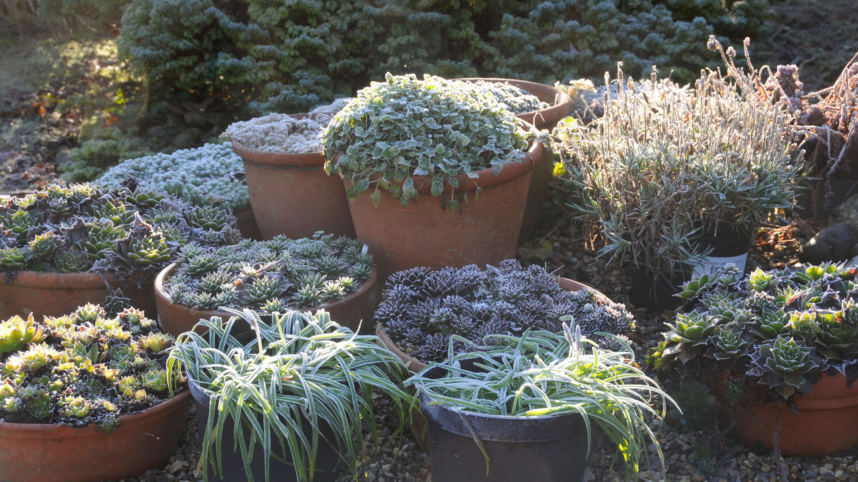 How to Protect Potted Plants in Winter