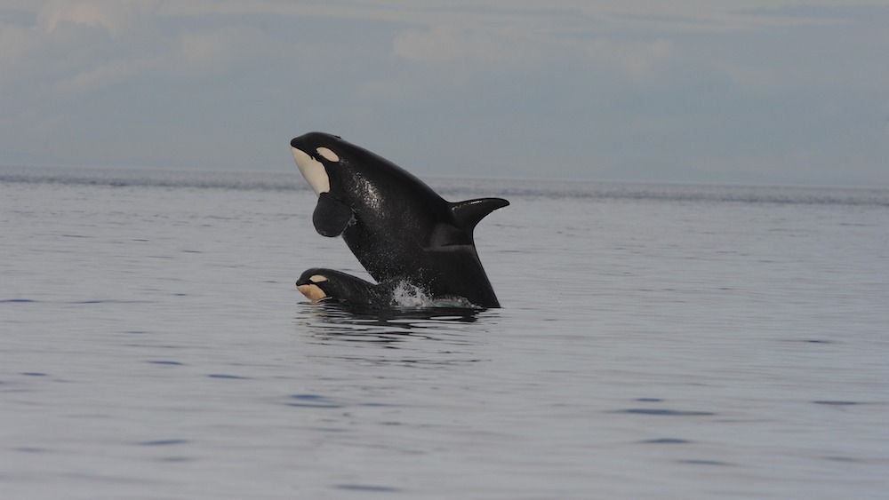 A mother and baby orca breaching in the ocean. 