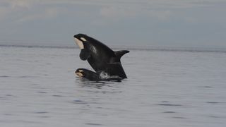 A mother and baby orca breaching in the ocean. 