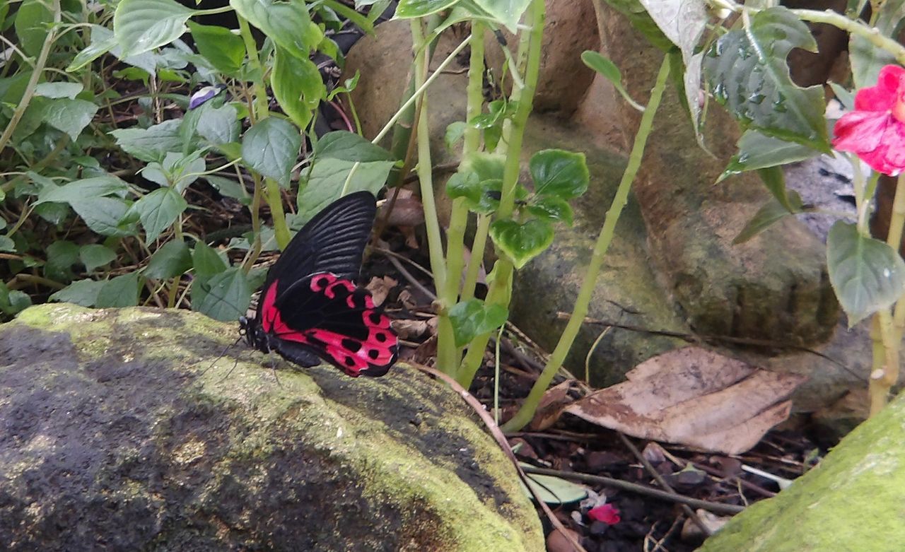 Cropped image of a red butterfly taken on the Pentax WG-1000.