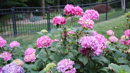 Pink Mophead Hydrangea