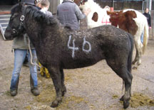 Tabitha%20as%20found.jpg