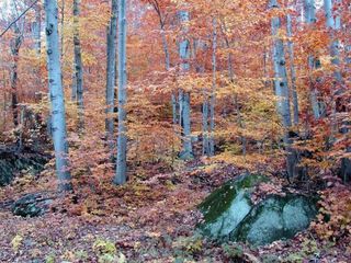 fall-foliage-nh-bartlett