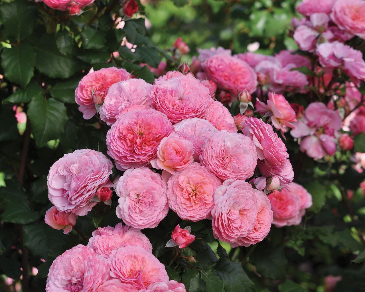 7 plants to avoid in a small garden 7 plants to avoid in a small garden