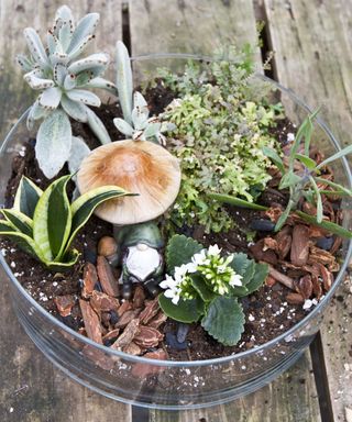 Terrarium with a large mushroom and other green plants