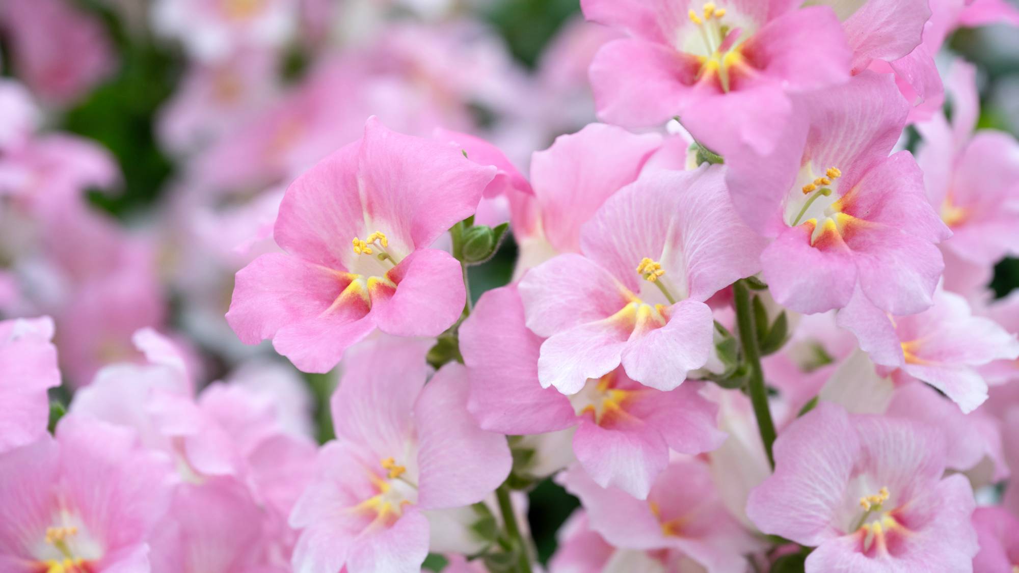 Light pink flowers on weigela shrub
