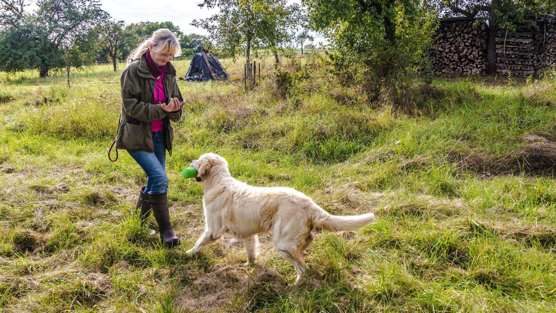 Woman training dog in a field
