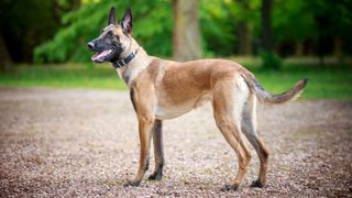 Belgian Malinois