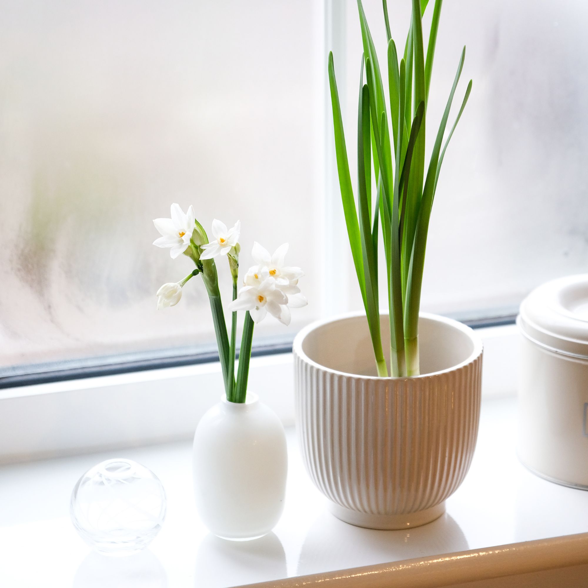 Paperwhite daffodils on windowsill