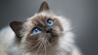 Whisker fatigue: Close up of Birman cat with big blue eyes looking away from camera