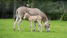 A baby donkey with stripy legs stands next to its mother