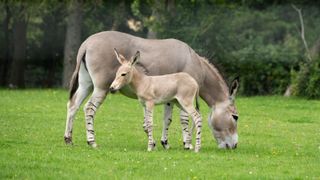 A baby donkey with stripy legs stands next to its mother