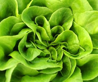 lettuce leaves ripening in fall