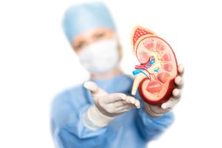 Surgeon with human kidney