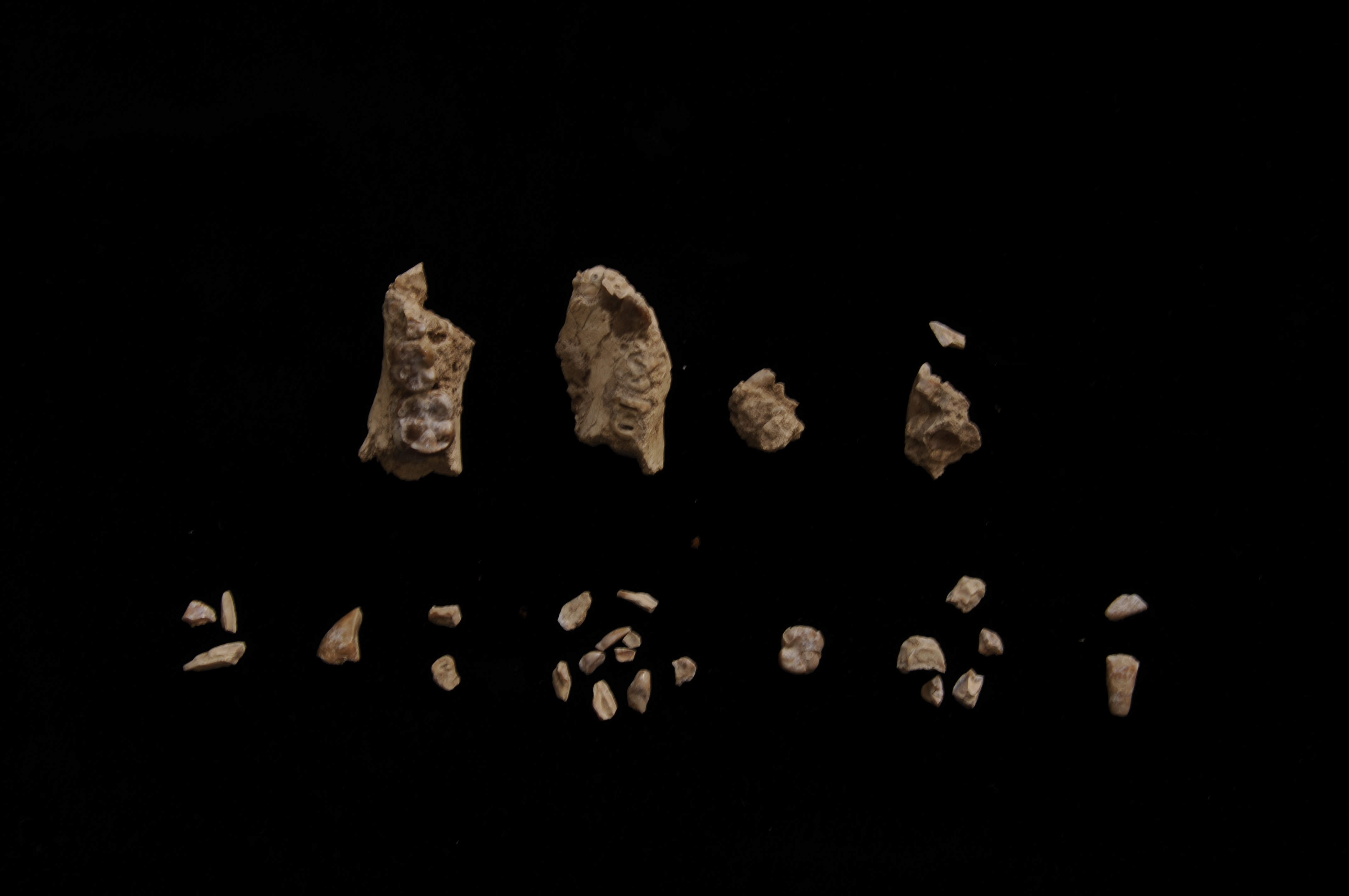 Fragments of fossilized teeth and jaw bones