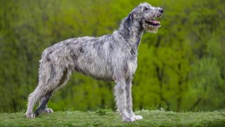 irish wolfhound