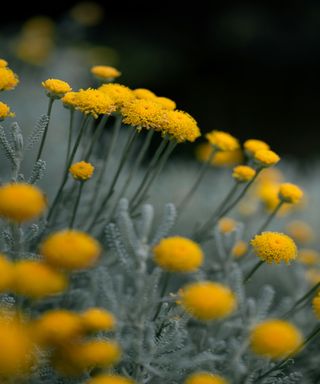 Yellow pom pom like flowers on long stalks