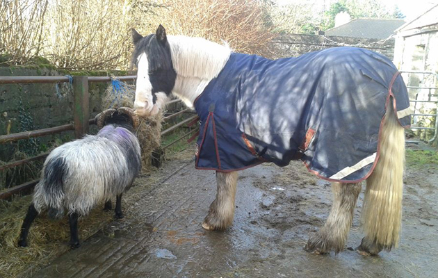 Horseandsheep