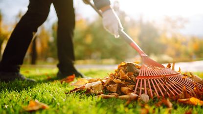 Raking fallen leaves off the lawn in the fall