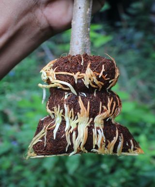 New roots on a branch grown through air layering propagation