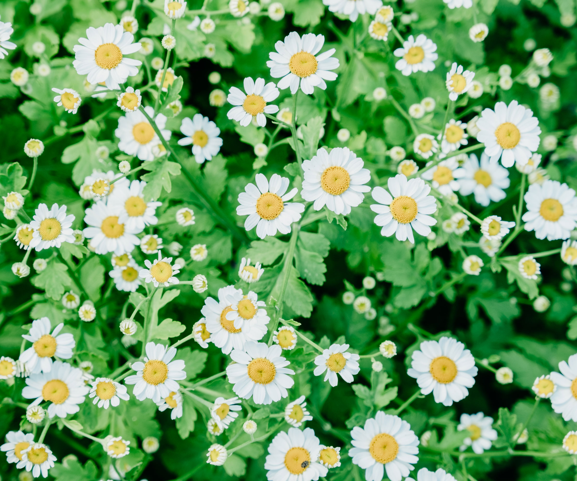 chamomile mass planting with daisy flowers