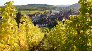 Alsace vineyard