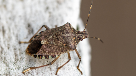 Brown marmorated stink bug