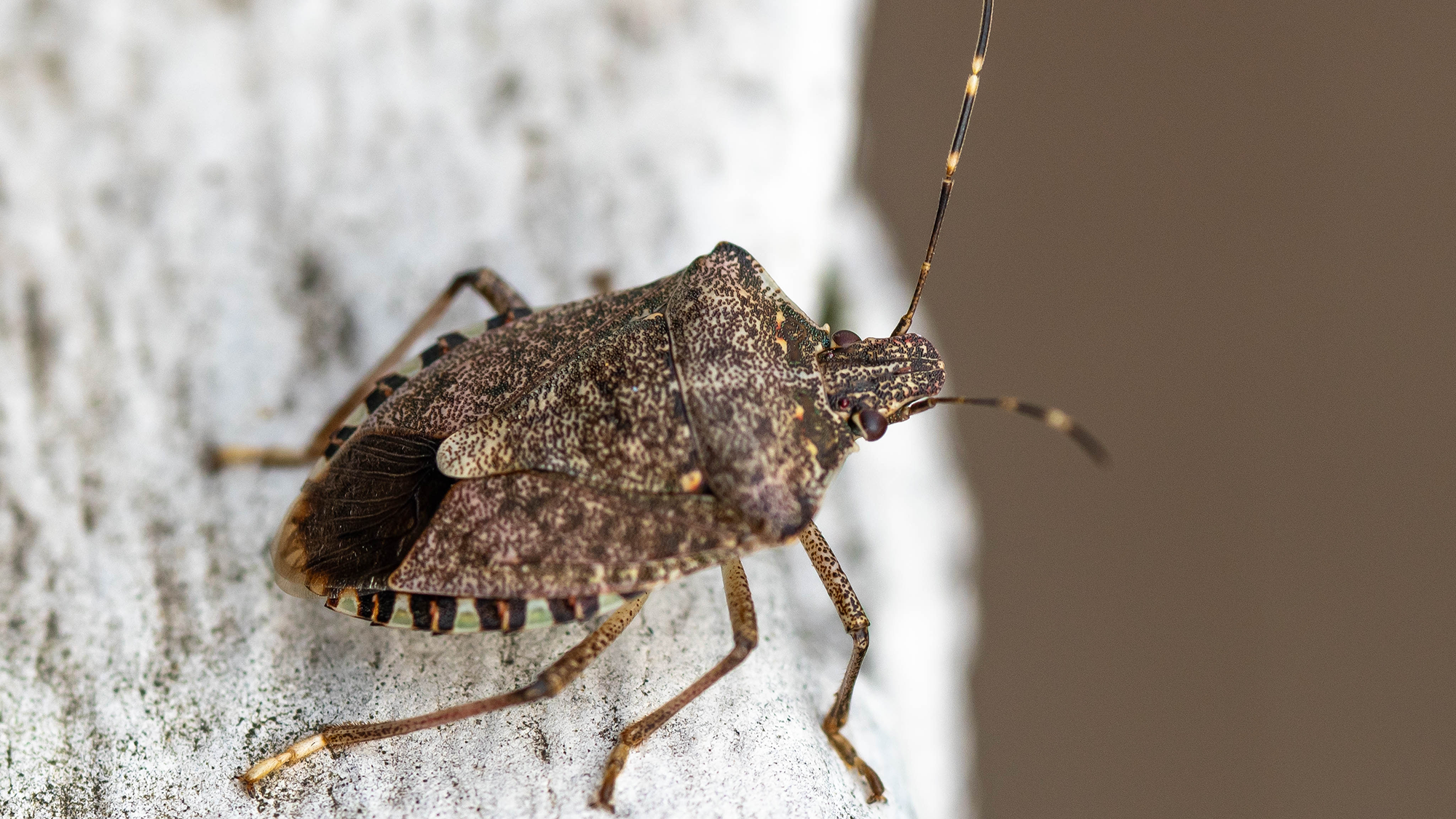 Brown marmorated stink bug