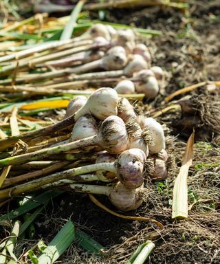 harvested garlic bulbs