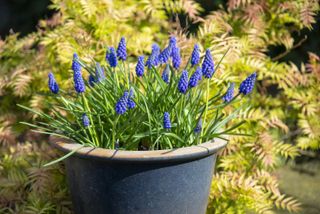 Muscari Armeniacum 'Early Giant' (Grape Hyacinths) in a pot outdoors