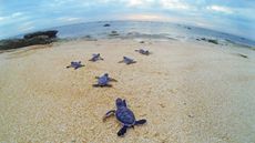 A photo provided by the Australian government shows baby sea turtles crawling toward the surf on Raine Island.